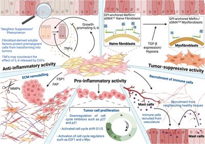 The cellular triumvirate: fibroblasts entangled in the crosstalk between cancer cells and immune cells